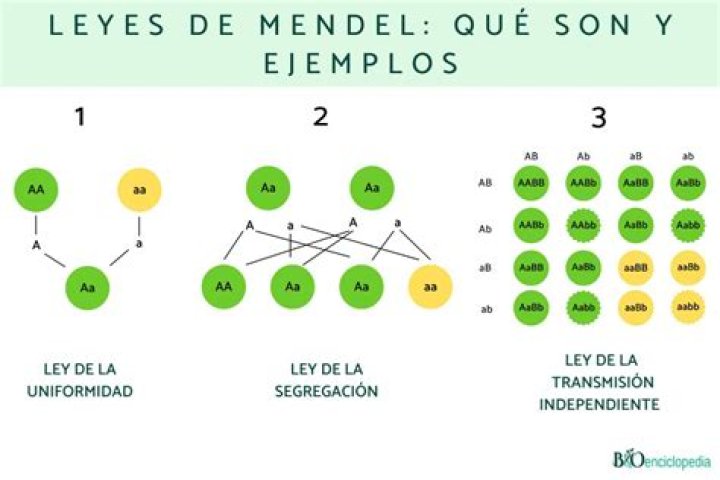 Meet Al Mendel, Evy Mandel