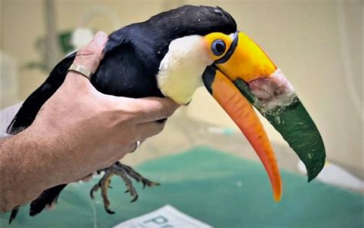 3D printer comes to the rescue for forlorn toucan with broken beak