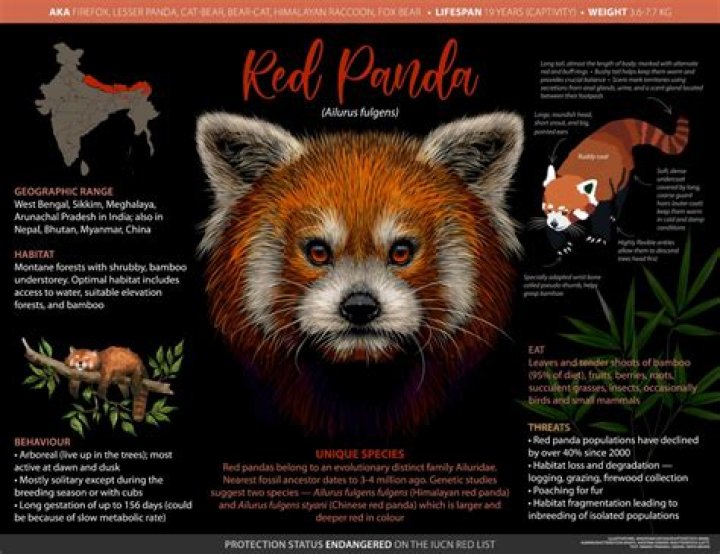 Unveiling The Truth: Red Pandas