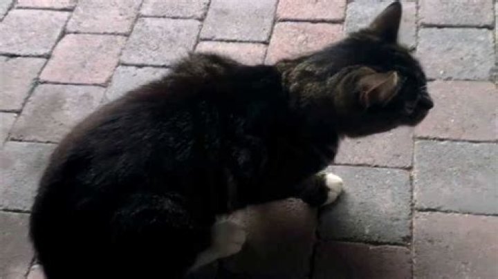 Unveiling The Causes Behind Cat Coughing Without Hairballs: A Comprehensive Guide