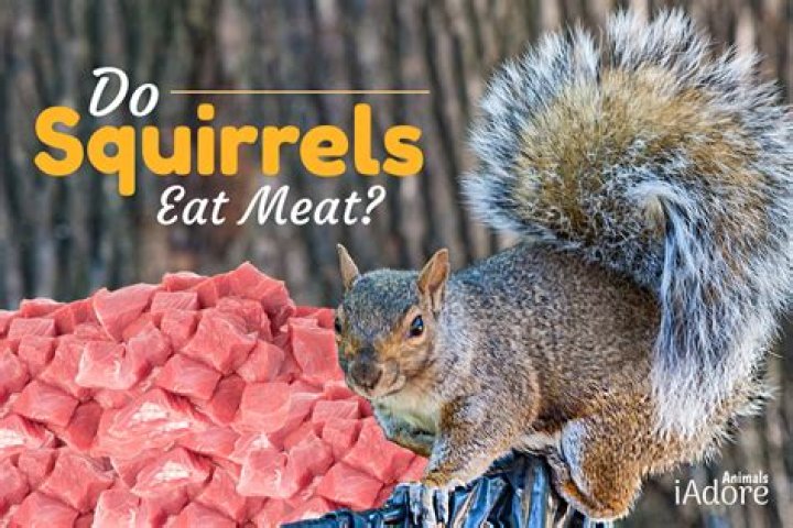 Unveiling The Hidden Diet Of Squirrels: Discover Their Meat-Eating Secrets