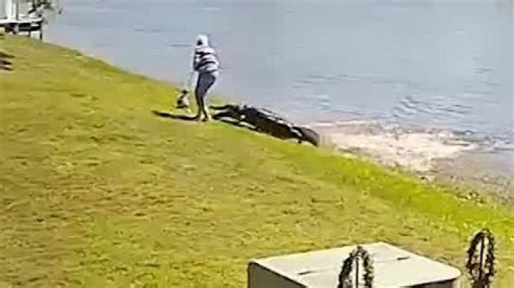 Insights Into Gator Attacks On Elderly Women