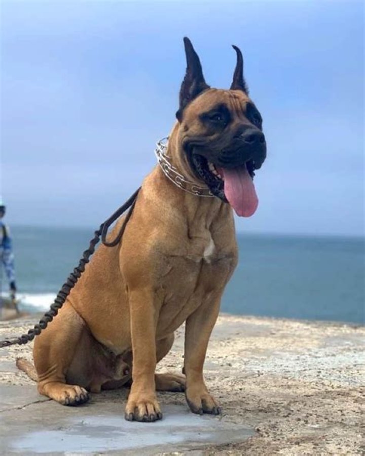 Unveiling The Enchanting World Of Great Dane French Bulldog Mixes