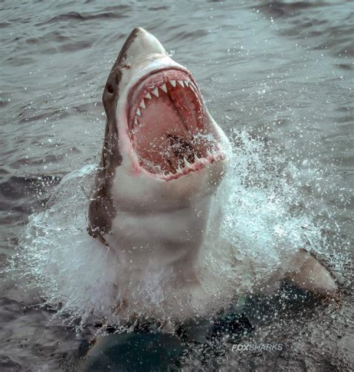 How Do Sharks and Rays Use Electricity to Find Hidden Prey? ·