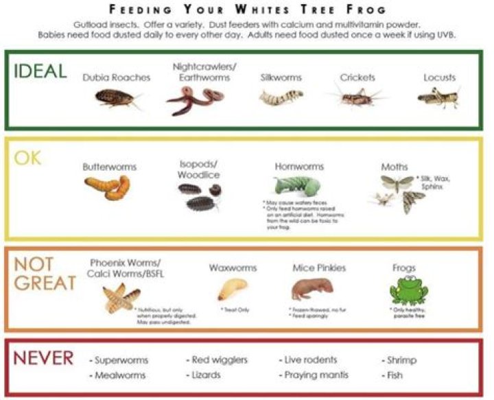 How often should I feed my frog?