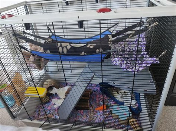 Where do rats pee in their cage?