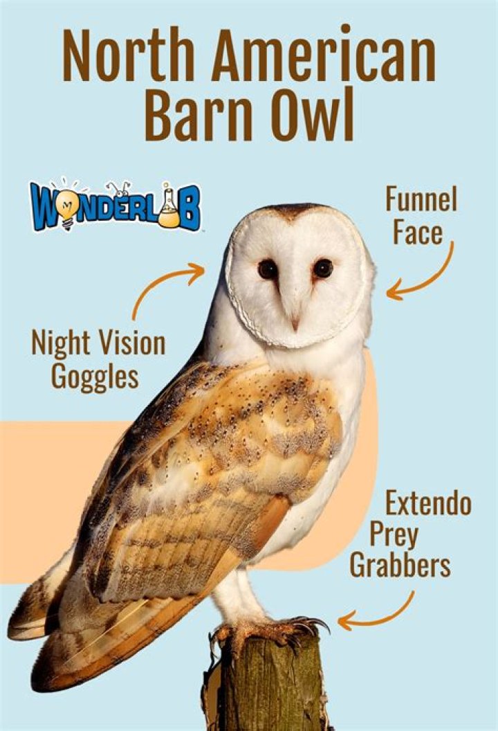 Who has a barn owl in Harry Potter? Celebrity.fm #1 Official Stars, Business & People Networ ·